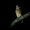 Sovka bubuk - Ninox boobook - Southern Boobook o4515